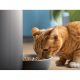 Comedero automático inteligente - Philips PAW5320/02, Detección Movimiento, Programación Comidas, Notificación Reposición, Cámara/Audio HD, Aplicación